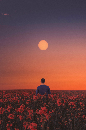 person in a flower field during sunset